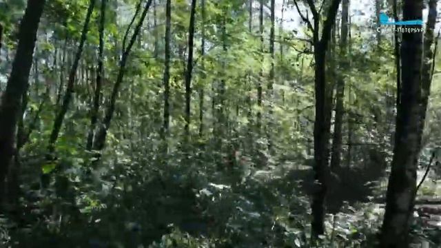 Колтушские высоты, экотропы: Заячья тропа, Камовые холмы, Верста смотреть онлайн