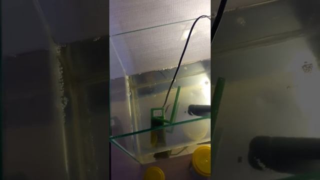 Условия содержания красноухой черепахи. смотреть онлайн