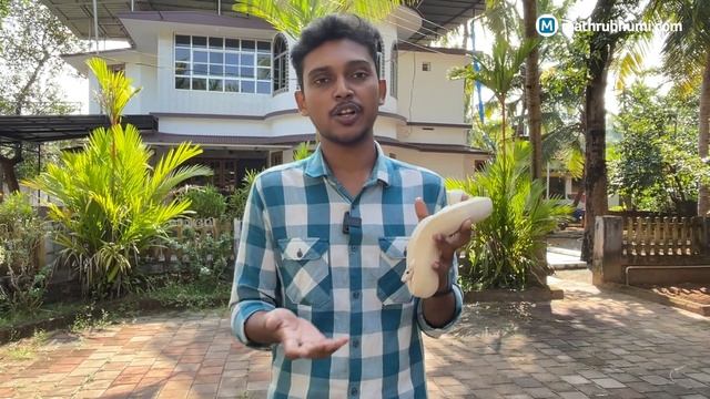 വളർത്തുജീവികളിൽ താരമാകുന്ന പെരുമ്പാമ്പ് | Pet Python смотреть онлайн