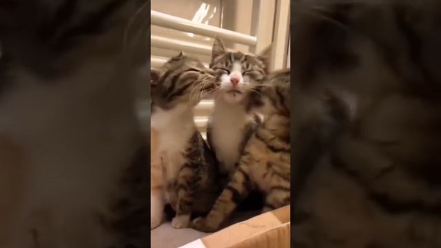 Милые котики и киски