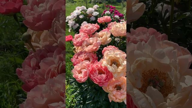 Самое красивое цветение пиона Корал Чарм(Coral charm) и пиона Акварель в моем саду смотреть онлайн