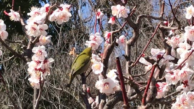 МЭШИРО ПТИЦА БЕЛЫЙ ГЛАЗ И ЦВЕТУЩАЯ СЛИВА смотреть онлайн