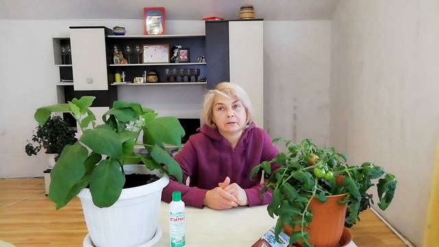 Лиля крупная - Давлетшиной сорт для теплиц урожайный смотреть онлайн