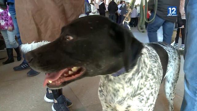 Рекордную сумму пожертвований собрали череповчане на акции "Лапа помощи" смотреть онлайн