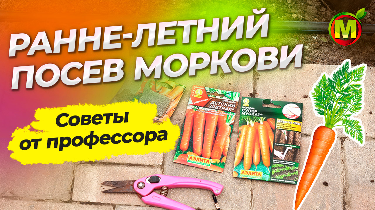 Ранне-летний ПОСЕВ МОРКОВИ смотреть онлайн