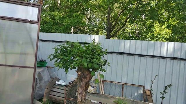 Бонсай из яблони дички второй год формировки смотреть онлайн