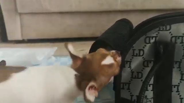 Чика и саквояж !)) смотреть онлайн