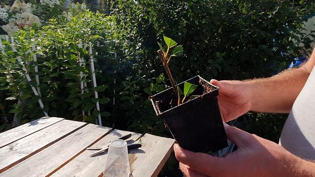 Можно ли черенковать метельчатую гортензию в августе? смотреть онлайн