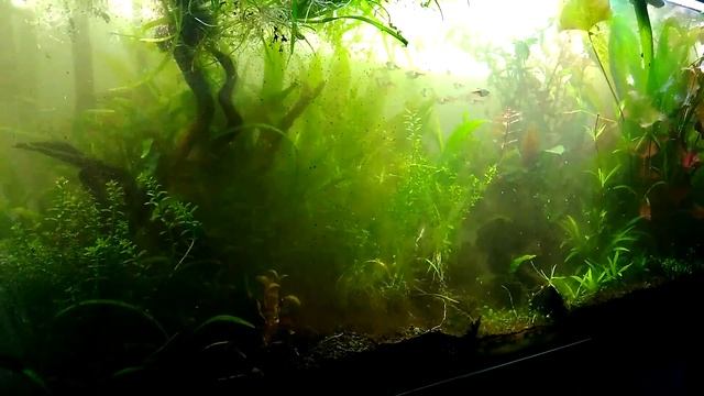 #16 Sagittaria subulata - Rośliny odc.1 смотреть онлайн