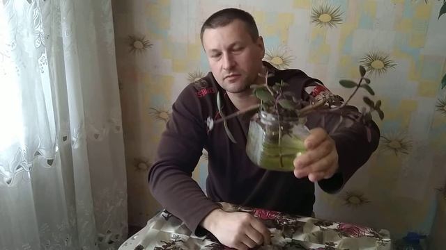 Цветок Тростянка или денежное дерево от гнойных ран народный рецепт. смотреть онлайн