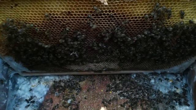 Пчелы! Осмотр после зимы! 6 марта смотреть онлайн