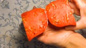 Томат Рабочий выпуск пасты. Тест спелых плодов.