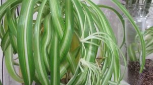 #комнатныерастения  Хлорофитум после пересадки и как укоренила розетки #хлорофитум