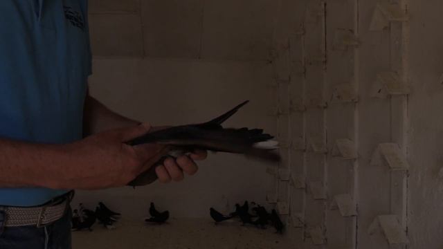 Первые голубята 23.05.2021 г смотреть онлайн