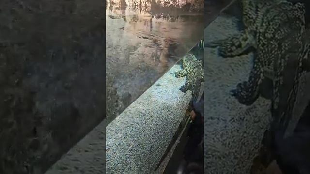 Новый Бакинский Зоопарк смотреть онлайн