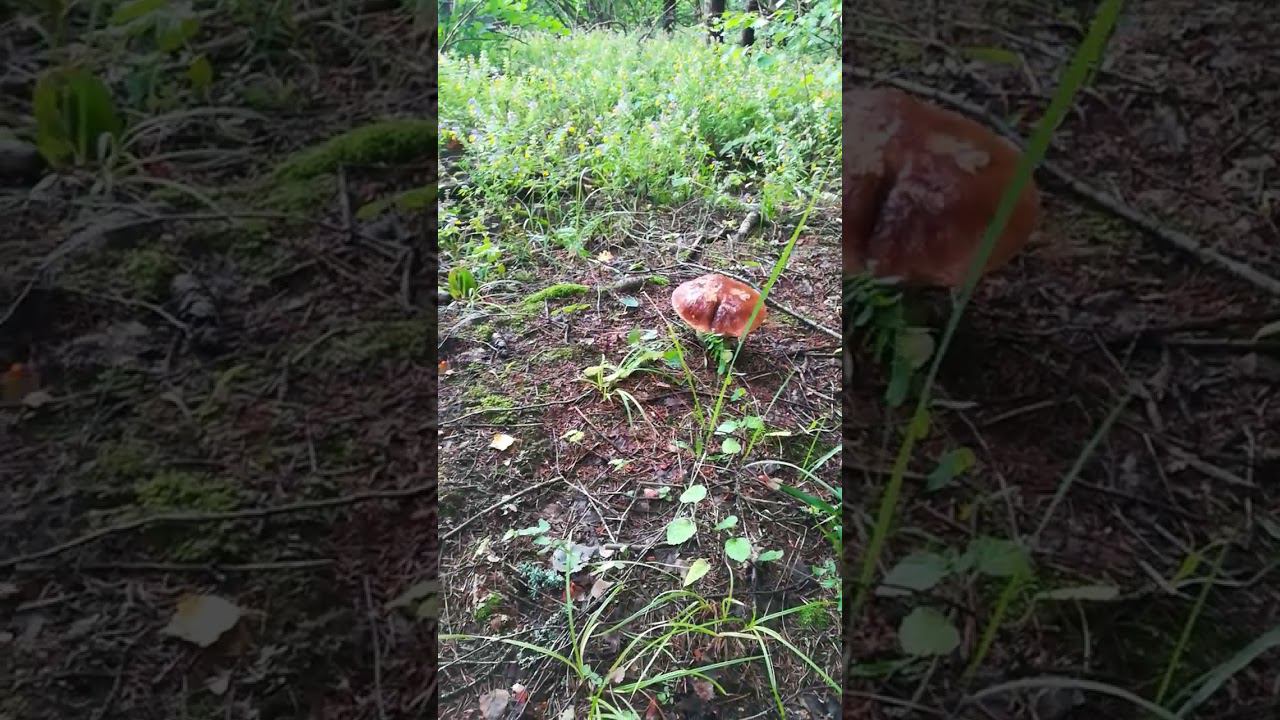Грибы 30.07.2023 начало... смотреть онлайн