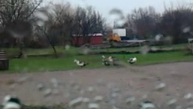 Гусь танцор смотреть онлайн
