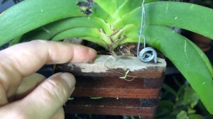 Как ухаживать за орхидеей ванда в домашних условиях.Видео для новичков. Способы посадки ванды. Уход