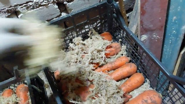 #СОВЕТЫ. КАК ХРАНИТЬ МОРКОВЬ В ПОДВАЛЬНОМ ПОМЕЩЕНИИ смотреть онлайн