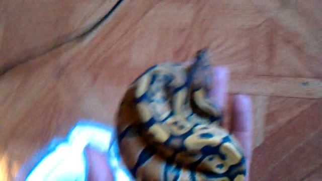 New Orange Ghost Ball Python ! Awesome ! смотреть онлайн