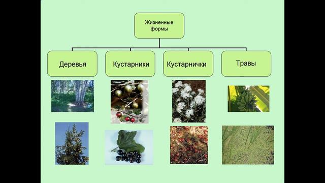 Жизненные формы растений смотреть онлайн
