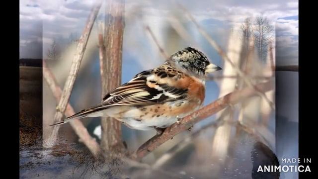 Весна идёт,весне дорогу!!!Март!!!Душа от холодов устала.#spring смотреть онлайн