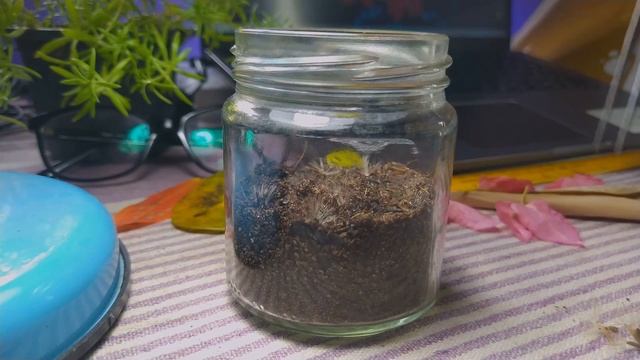 How to germinate gerbera seeds | Babandasia from seeds |gerbera seed propagation | Part 01 смотреть онлайн