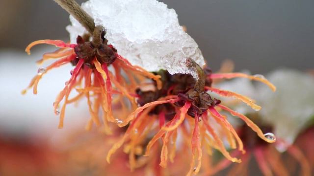 ANCIENT SPACED-OUT WITCH HAZEL | Hamamelis смотреть онлайн