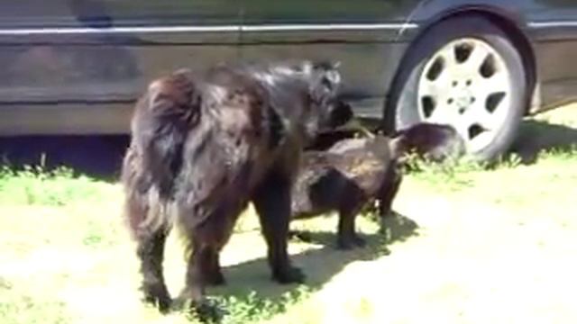 Собачья полиция против кошачьей драки смотреть онлайн