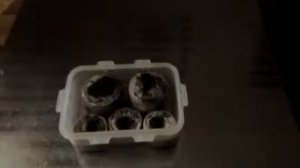 Как пользоваться торфяными таблетками для посева семян на рассаду