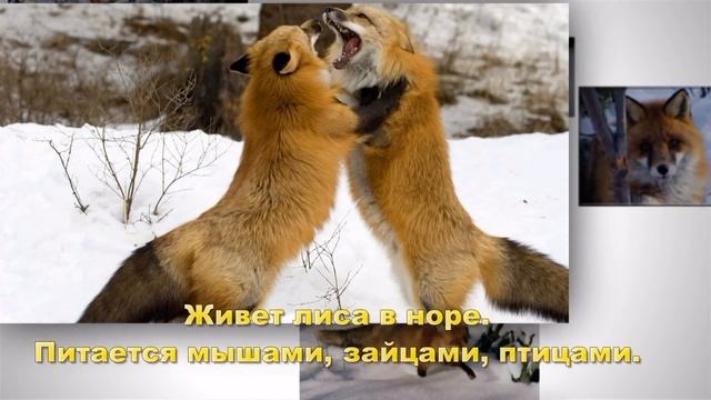Презентация для 2 класса: Животные зимой смотреть онлайн