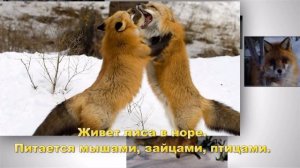 Презентация для 2 класса: Животные зимой