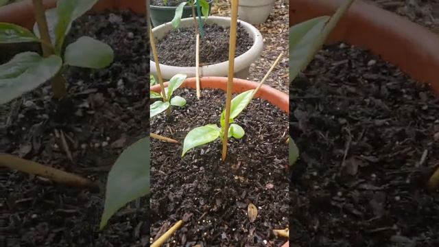 Kadsura Coccinea Seedlings(Part 3)