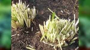 Готовим ХОСТЫ к зиме. Что нужно сделать осенью, чтобы хоста пышно росла в следующем году