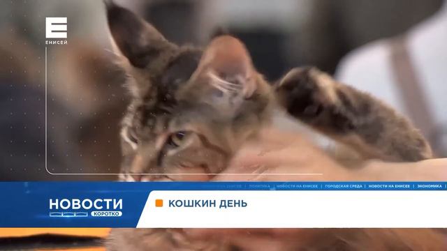 В Красноярске прошла масштабная выставка кошек смотреть онлайн