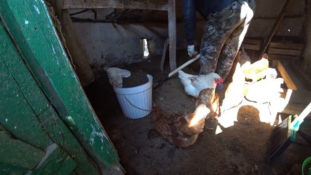 Деревенское золото, курицы не только дают яйца которые нас кормят. смотреть онлайн