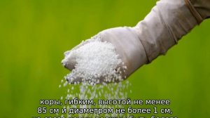 Посадка груши весной саженцами на Урале