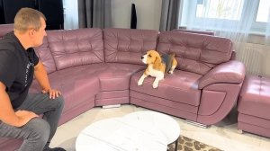 У ШЕРЛОКА БОЛЯТ ЗУБЫ. ЩЕНОК ПОПАЛ К СТОМАТОЛОГУ. БРОС ШОУ ПЕТ