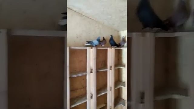 Небольшой.обзор.моих.голубей.у.Сергея.г.Пенза.и.состояние.голубятни. смотреть онлайн