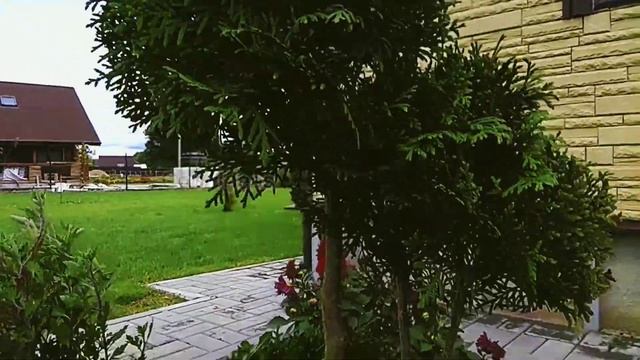 туя, формируем крону в шар смотреть онлайн