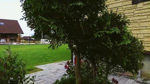 туя, формируем крону в шар