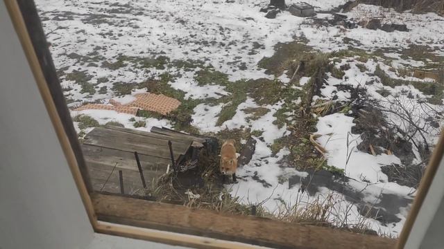 Лиса пришла в гости смотреть онлайн