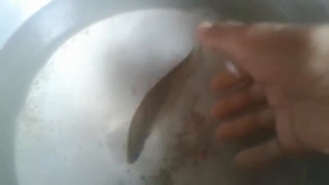 lazar fish смотреть онлайн