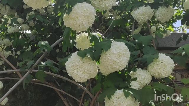 Калина "Бульденеж", чи Сніжний шар. смотреть онлайн