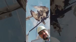 РЫБА стала причиной отключения электричества целого района! как!? #энерголикбез