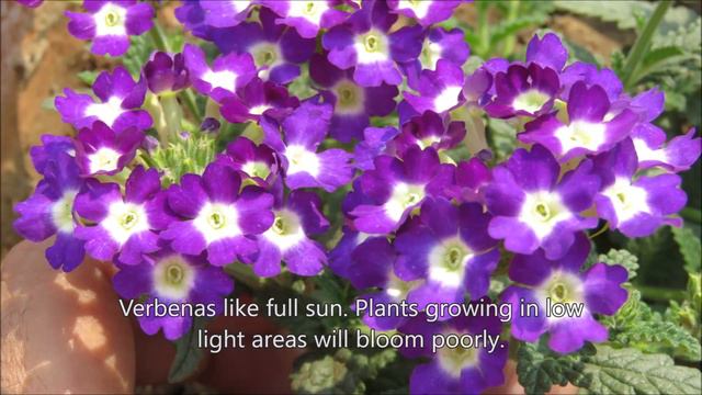 Verbena Plant Care смотреть онлайн