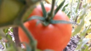 ❤⛺ТОМАТ СУПЕР СЛАДКИЙ СОРТ АПЕЛЬСИН. От плодов до семян