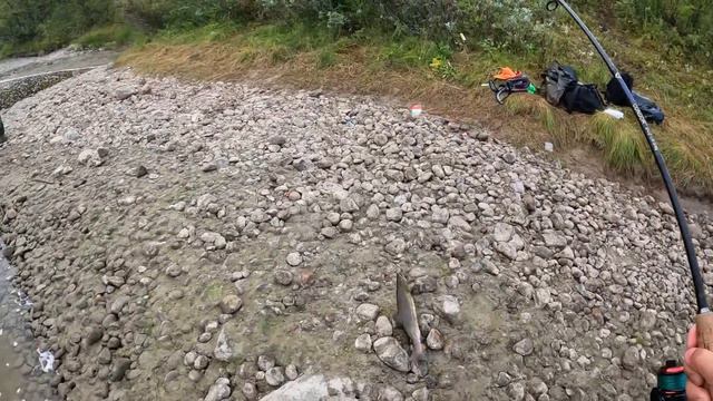 ЗАКИНУЛ И СРАЗУ КЛЮЁТ / THROWS AND HIT IMMEDIATELY смотреть онлайн