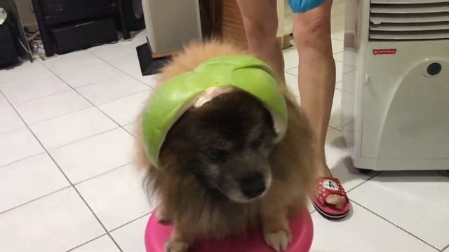 Grapefruit Helmet Dog смотреть онлайн