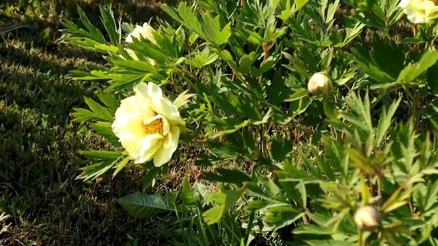 Древовидный пион ‘Jin Zhi’ - Золото поднебесной